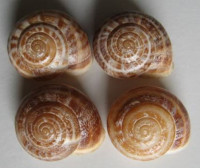 Eobania vermiculata 1)  (O.F. Müller, 1774)